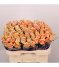 Rose Dividend 60 cm