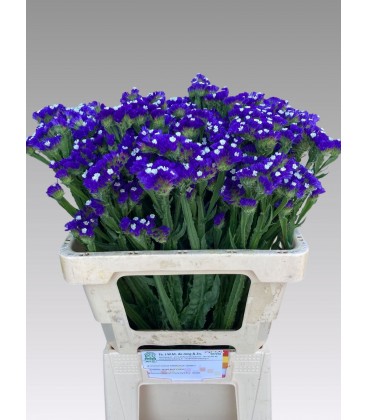 Statice Crystal Dark blue 75 cm