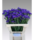 Statice Crystal Dark blue 65 cm