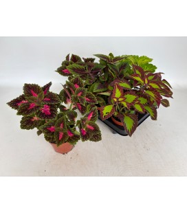 Coleus mix Ø 12