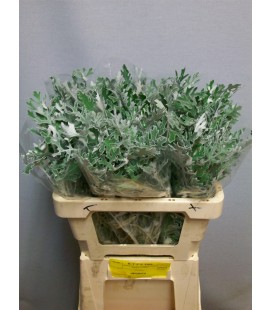 Cineraire feuillage 60 Cm