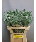 Cineraire feuillage 60 Cm
