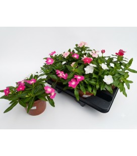 Vinca rose Ø 14