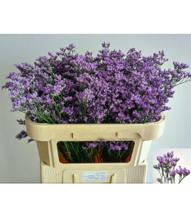 Limonium maine Blue 75 cm
