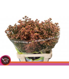 Limonium inca diamond 65 cm