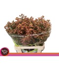 Limonium inca diamond 60 cm
