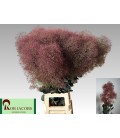 Cotinus Mag Torch 60 cm