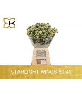 Statice Starlight wing 75 cm