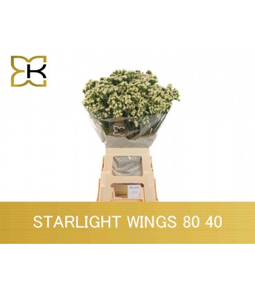 Statice Starlight wing 75 cm