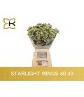 Statice Starlight wing 75 cm