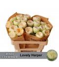 Rose Lovely Harper 50 cm