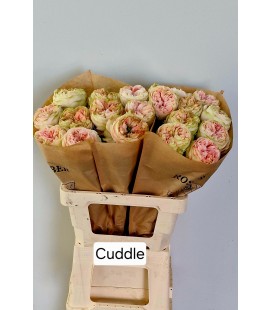 Rose Cuddle 60 cm