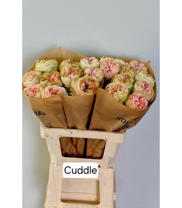 Rose Cuddle 60 cm