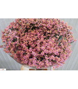 Limonium Anouchka diamond 65 cm