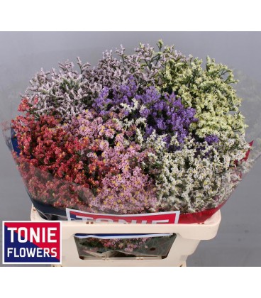 Limonium Mix dans botte 60 cm