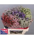 Limonium Mix dans botte 55 cm