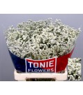 Limonium Clear Diamond 65/70 cm