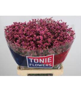 Limonium Princess diam 65 cm