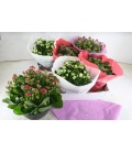 Coupe Kalanchoe diff coul Ø23