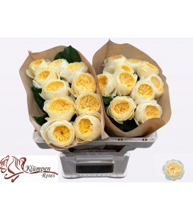 Roses Nona 50 cm