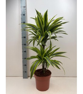 Dracaena Lemon lime Ø 21 h 85