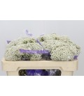Ozothamus Cook snow white 50 cm