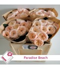 Rose Paradise beach 50 cm