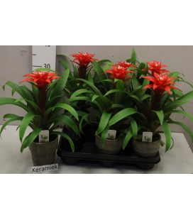 Guzmania Confetti Ø 10.5