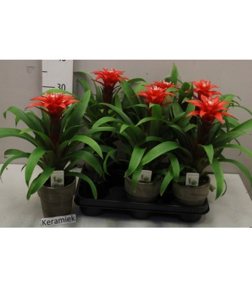 Guzmania Confetti Ø 10.5
