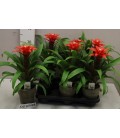 Guzmania Confetti Ø 10.5
