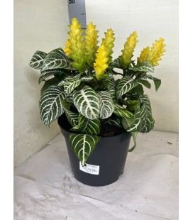 Aphelandra pot de 21