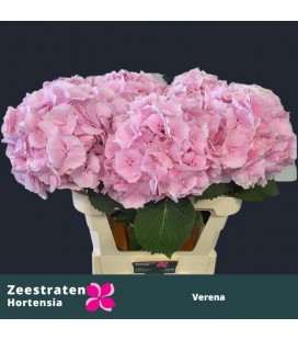 Hortensia Verena Rose clair 60 cm