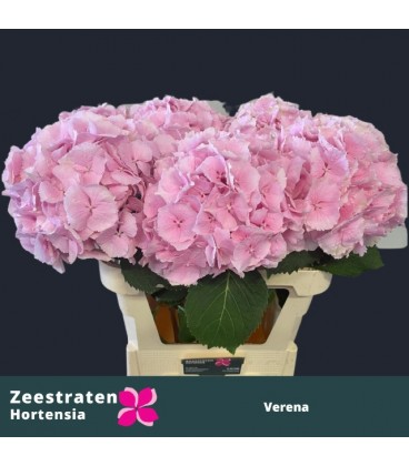 Hortensia Verena blanc 60 cm