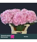 Hortensia Verena Rose clair 60 cm