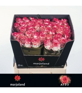 Rose Jumilia 60 cm