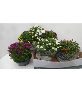 Chrysantheme coupe mix coul Ø 23