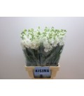 Giroflée Iron White 65 cm