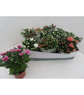 Chrysantheme Mix pot  de 12 CM