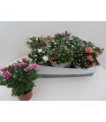 Chrysantheme Mix pot  de 12 CM