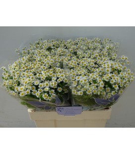 Matricaire Cameron 60 cm