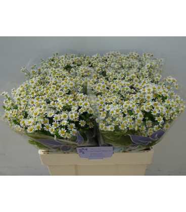 Matricaire Cameron 60 cm