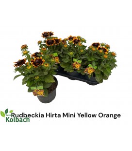 Rudbekia sunbeck ov Ø 19