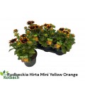 Rudbekia sunbeck ov Ø 19