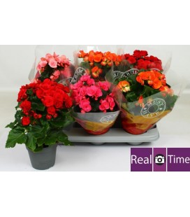 Begonia Heliator pot de 14