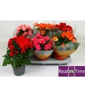 Begonia Heliator pot de 14