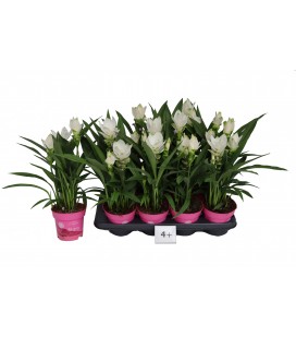 Curcuma Siam Sisto Ø 14