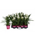 Curcuma Siam Sisto Ø 14