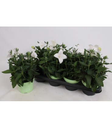 Platycodon blanc Ø 12 cm