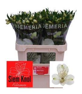 Alstromeria White Swan 75 cm 