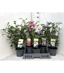 Hibiscus Syriacus Ø 19 h 60